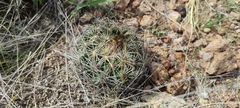 Coryphantha radians