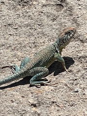 Crotaphytus collaris