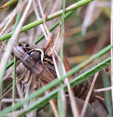Roeseliana roeselii