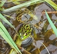 Lithobates septentrionalis