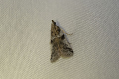 Laetilia dilatifasciella