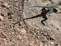 Crotaphytus collaris