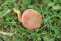 Hortiboletus campestris