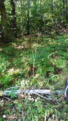 Chaerophyllum bulbosum