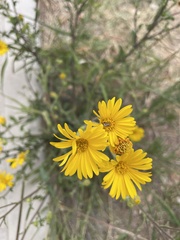 Heterotheca inuloides