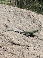 Crotaphytus collaris