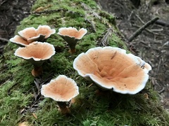 Hydnellum aurantiacum