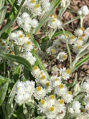 Anthidium oblongatum