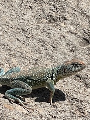 Crotaphytus collaris