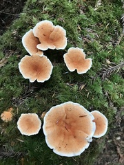 Hydnellum aurantiacum
