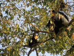 Colobus caudatus
