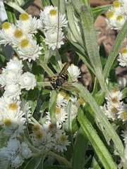 Anthidium oblongatum