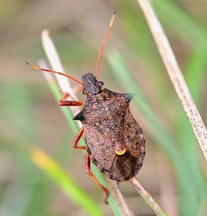 Picromerus bidens