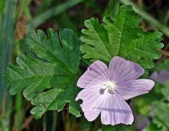 Malva alcea