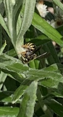 Anthidium oblongatum