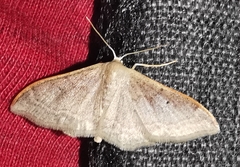 Idaea degeneraria