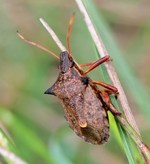 Picromerus bidens