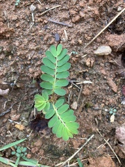Phyllanthus urinaria