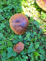 Boletus subvelutipes