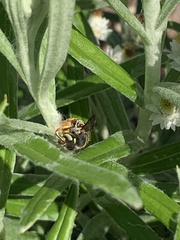 Anthidium oblongatum