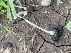 Coprinopsis lagopus