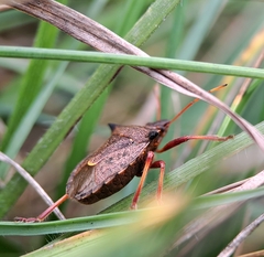 Picromerus bidens