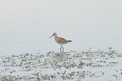 Calidris himantopus