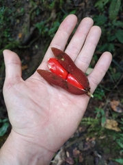 Dussia lehmannii