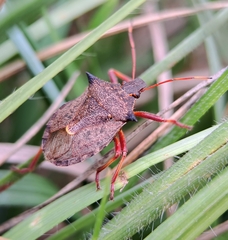 Picromerus bidens