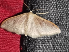 Idaea degeneraria