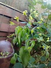 Magnoliopsida