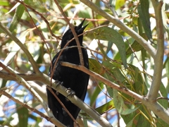 Icterus pyrrhopterus