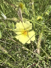 Potentilla recta