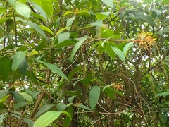 Palicourea padifolia