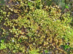 Solenostoma gracillimum