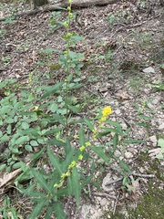 Solidago caesia