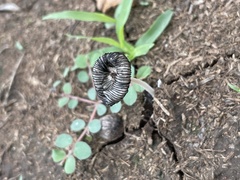 Coprinopsis lagopus