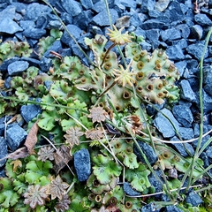 Marchantia polymorpha ruderalis