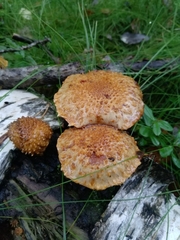 Pholiota squarrosa