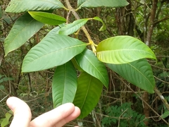 Palicourea padifolia
