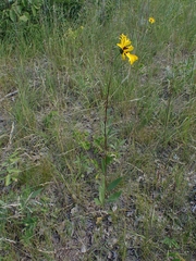 Helianthus pauciflorus
