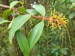 Palicourea padifolia