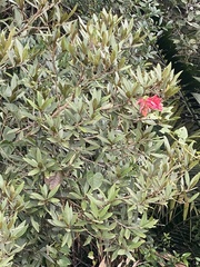 Neorudolphia volubilis