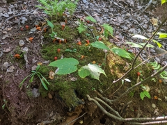 Hygrocybe punicea