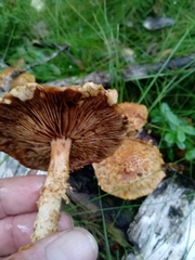 Pholiota squarrosa