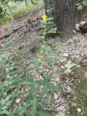 Solidago caesia