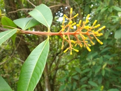 Palicourea padifolia