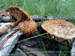 Pholiota squarrosa