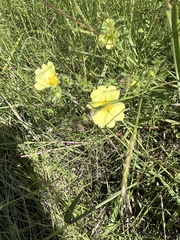 Potentilla recta
