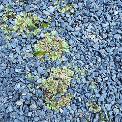 Marchantia polymorpha ruderalis